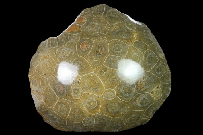 Polished Fossil Coral (Actinocyathus) - Morocco #136299